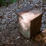 Ein Farn. Der fertige Stein im Burgwald. Foto: Kay Zimmermann